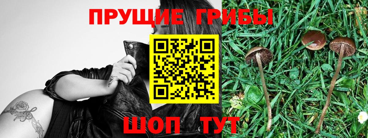 Галлюциногенные грибы Psilocybe  Вход с VPN  Аргун 